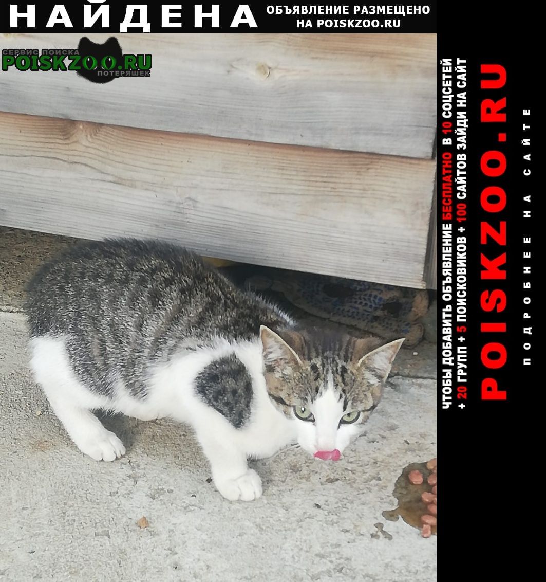 Найден кот Нахабино