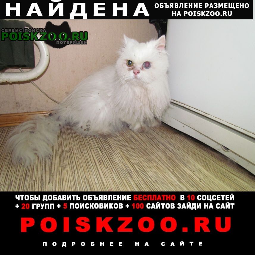Найдена кошка или кот персидской породы Москва