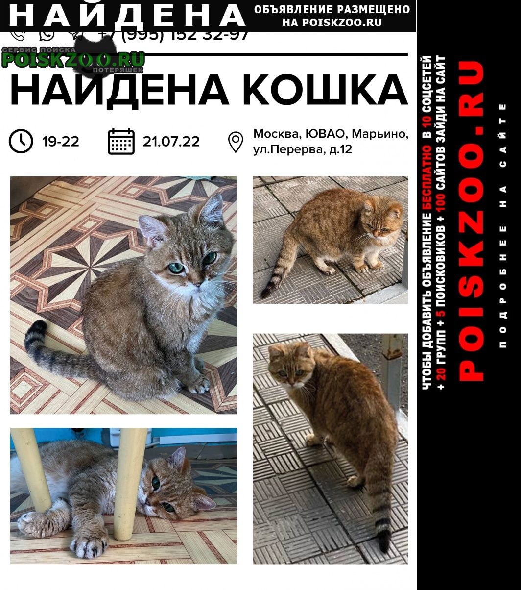 Москва Найдена кошка. в 22:00