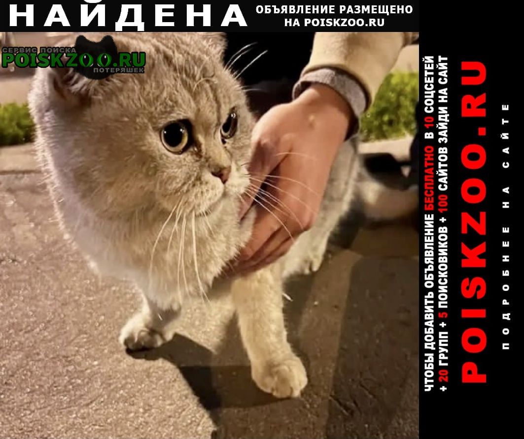 Москва Найдена кошка вислоухий кот ( или кошка)