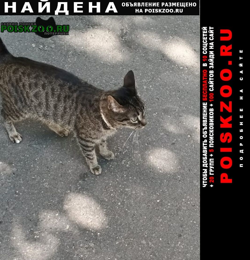 Москва Найдена кошка в районе лефортово
