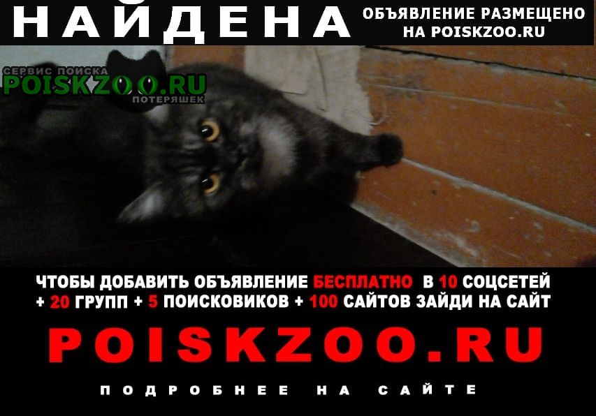 Барнаул Найдена кошка поселилась в заброшке