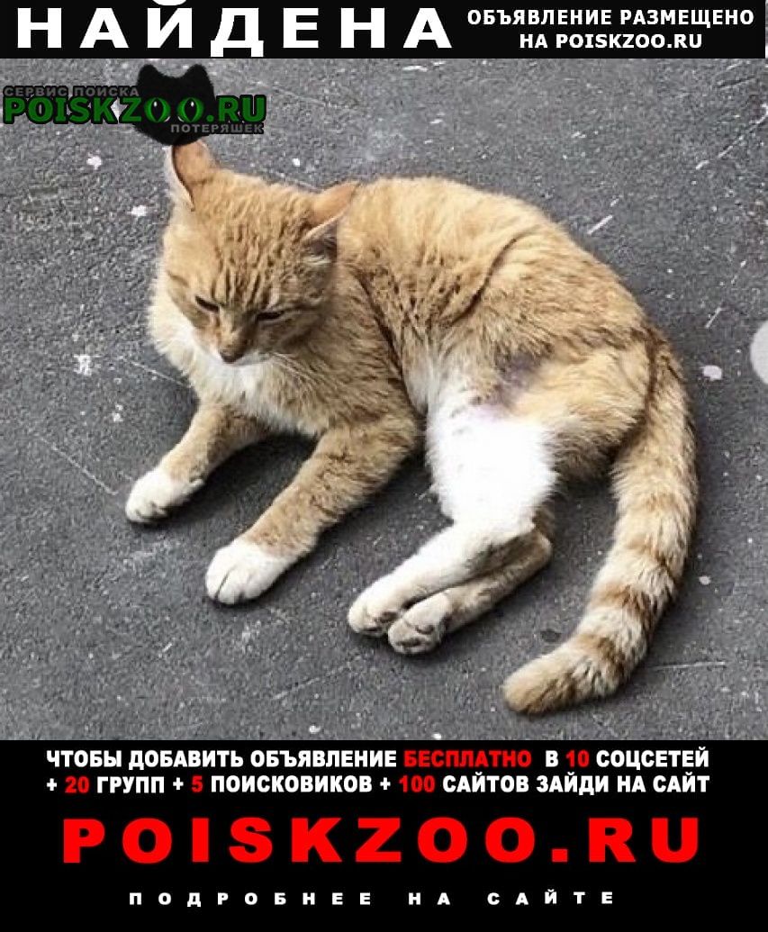Найдена кошка рыжий кот Москва