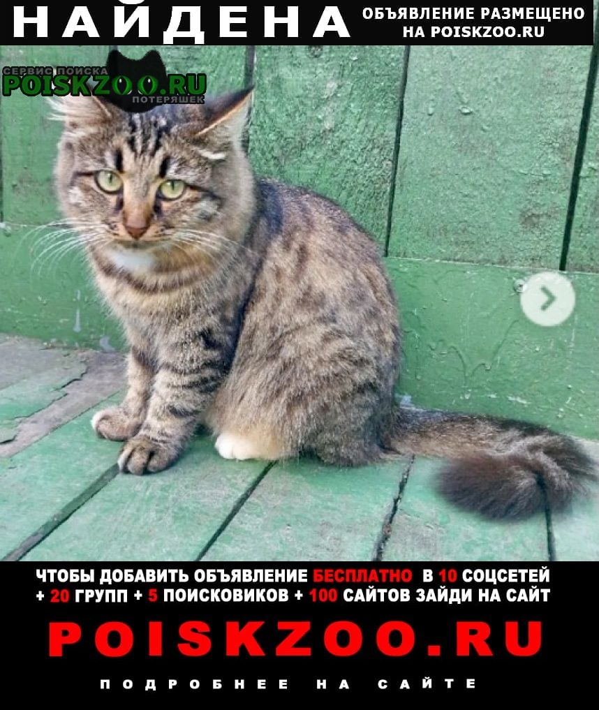 Найдена кошка или котик Москва