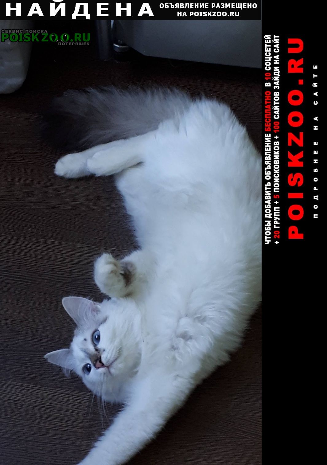 Найден кот, турецкий ван Братск