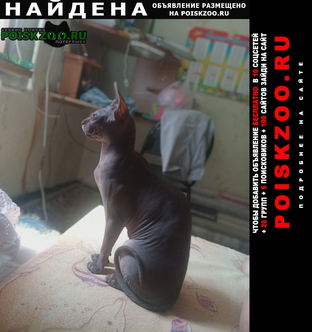 Найдена кошка Таганрог