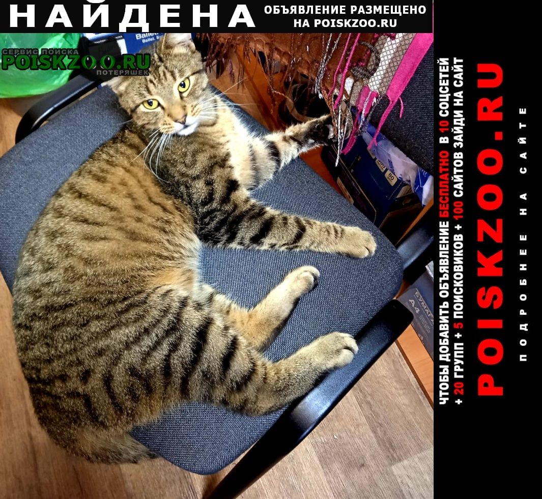 Санкт-Петербург Найден котик