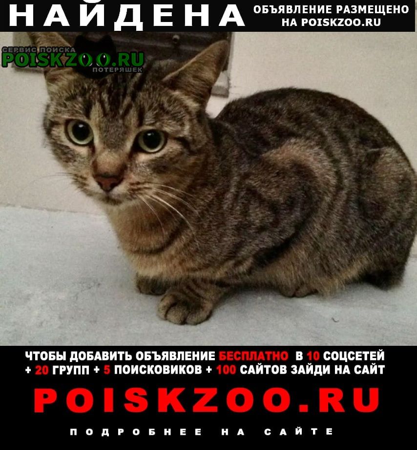 Найдена кошка или кот-подросток Москва