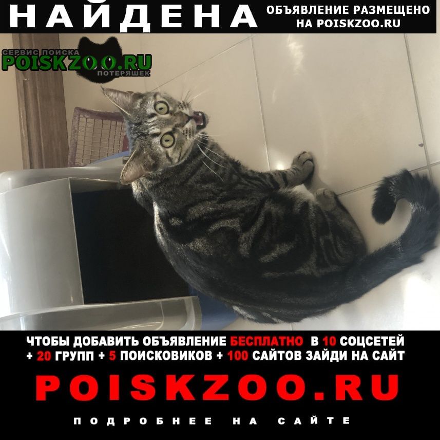 Красногорск Найдена кошка