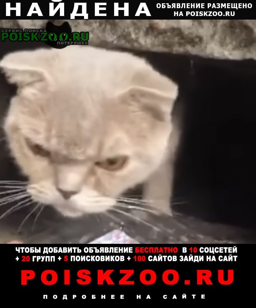 Москва Найдена кошка ( или кот)