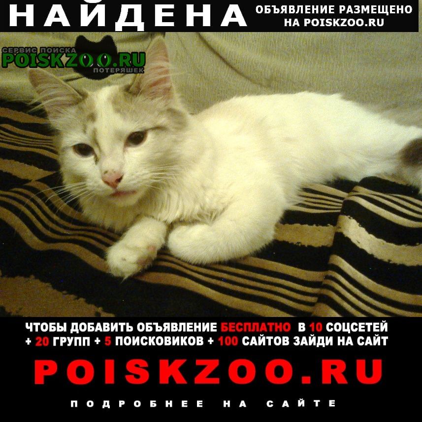 Найден кот в марте 2022 Барнаул