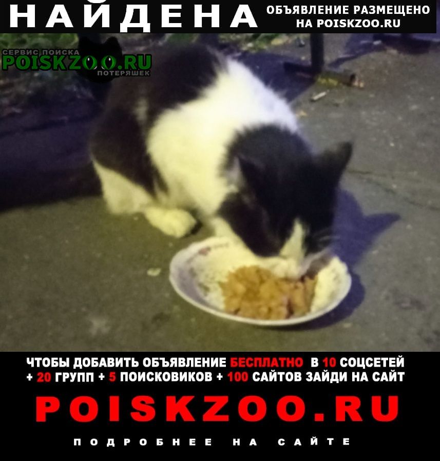 Найден кот черно белый кот (кошка) Москва