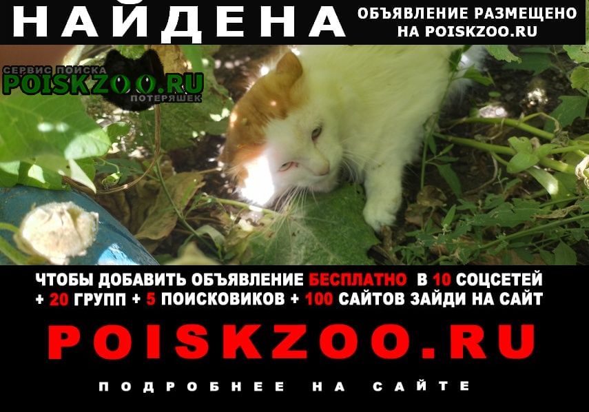Найден кот бело-рыжий Омск