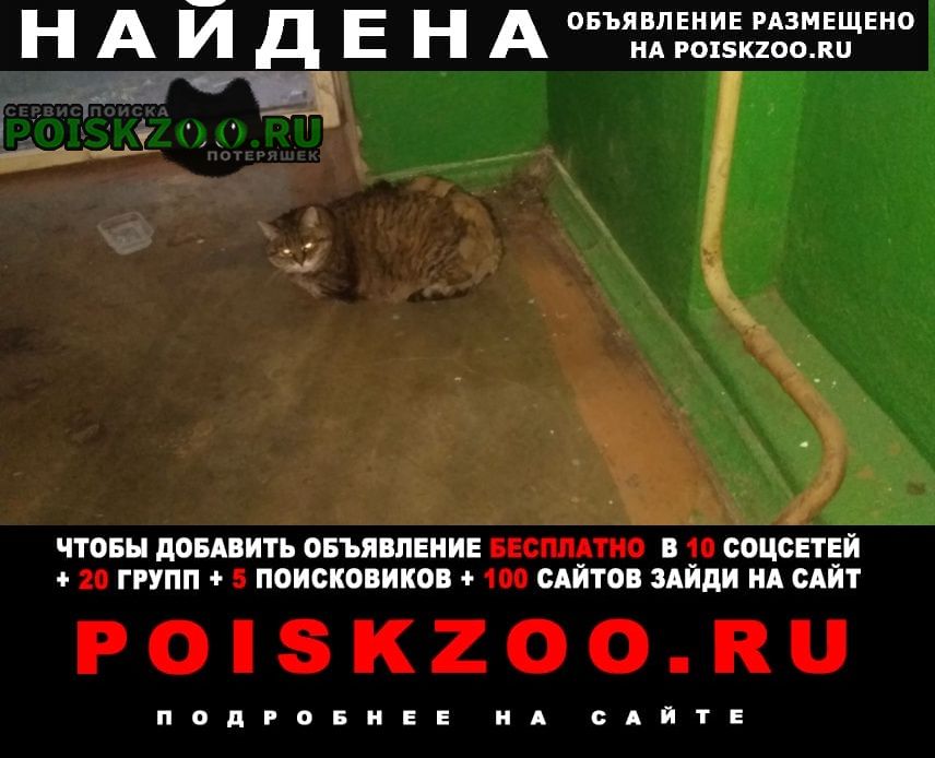 Найдена кошка крупная кошка Ярославль
