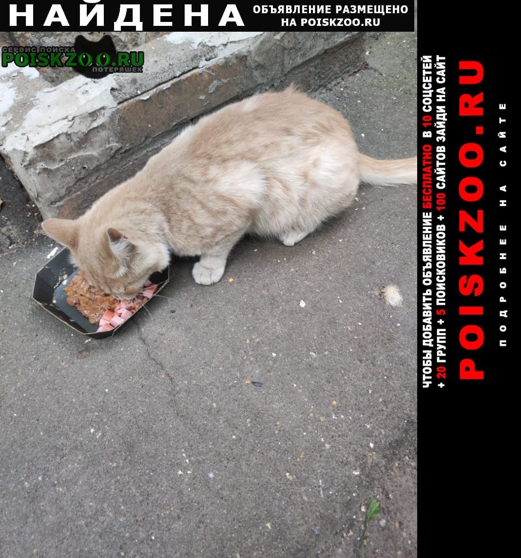Найден кот палевый кот на улице флотская Москва