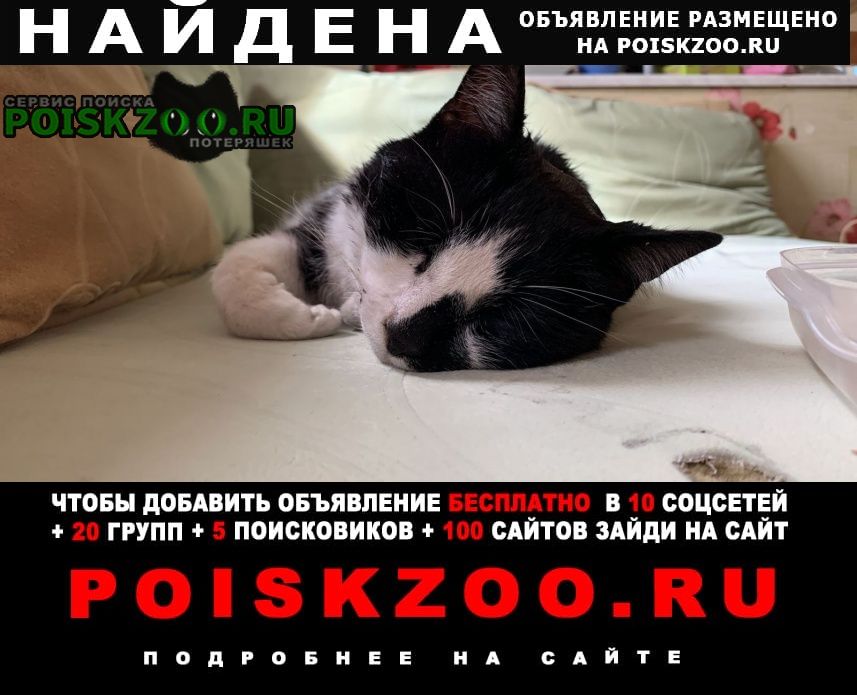 Найдена кошка 7/08.павловское шоссе 93 Павловск (Ленинградская обл.)