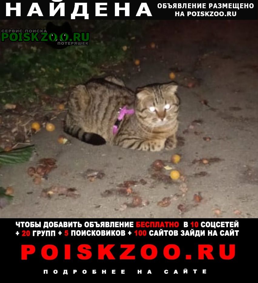 Найдена кошка розовая шлейка Краснодар
