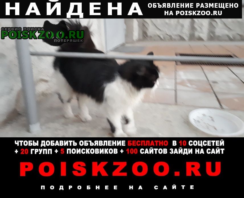 Балашиха Найдена кошка черно-белая домашняя