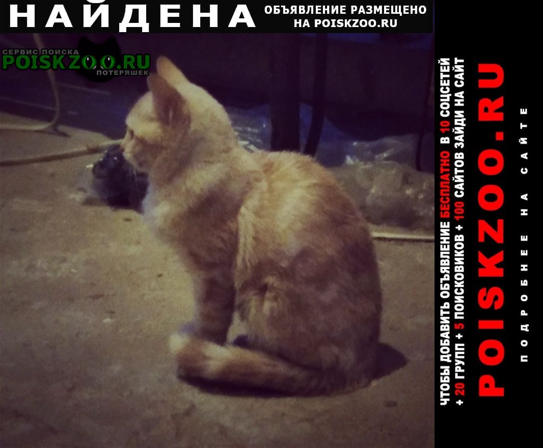 Найдена кошка котенок подросток Одинцово