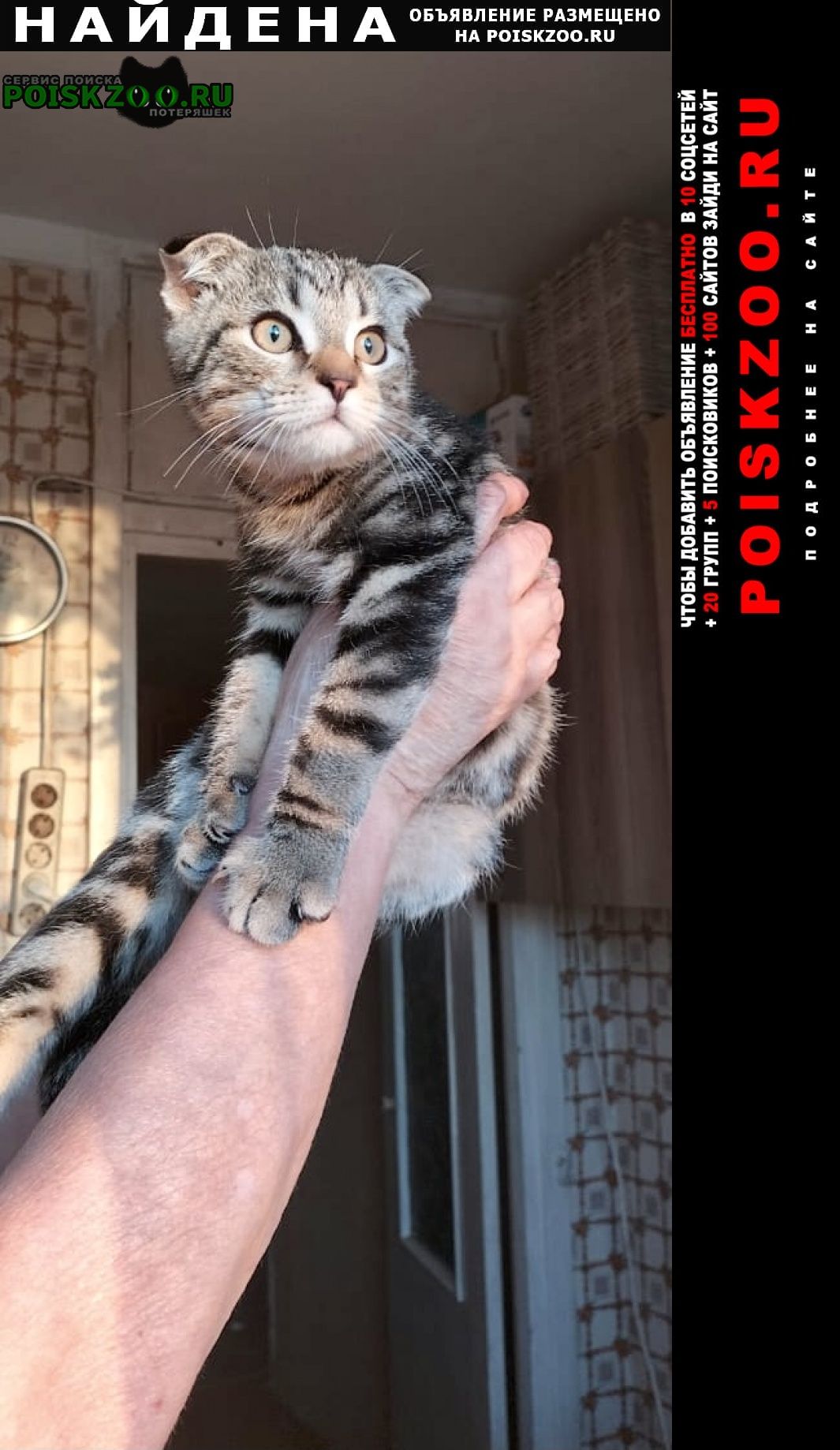 Найдена кошка котёнок вислоухий Москва