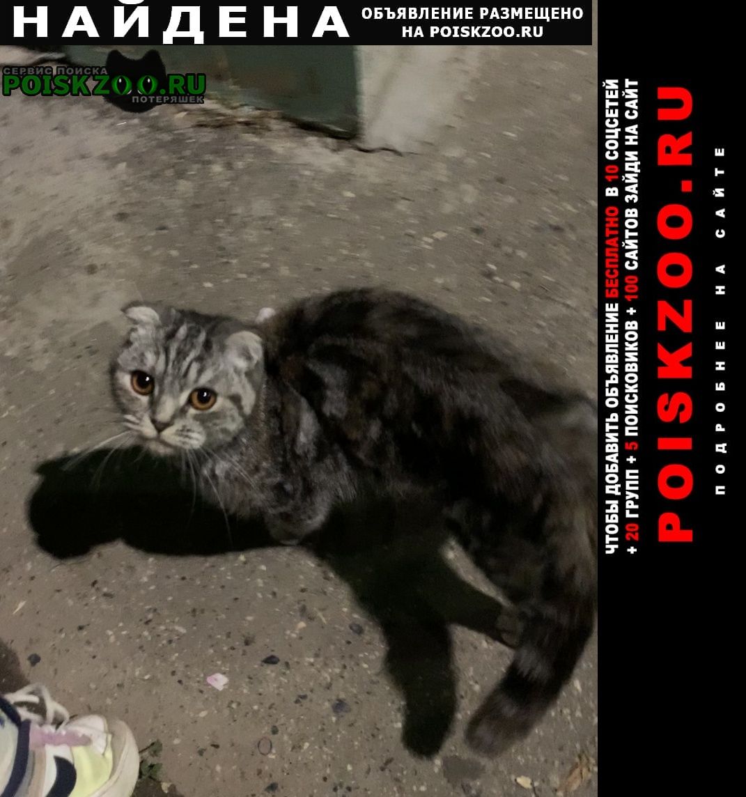 Найдена кошка Новочебоксарск