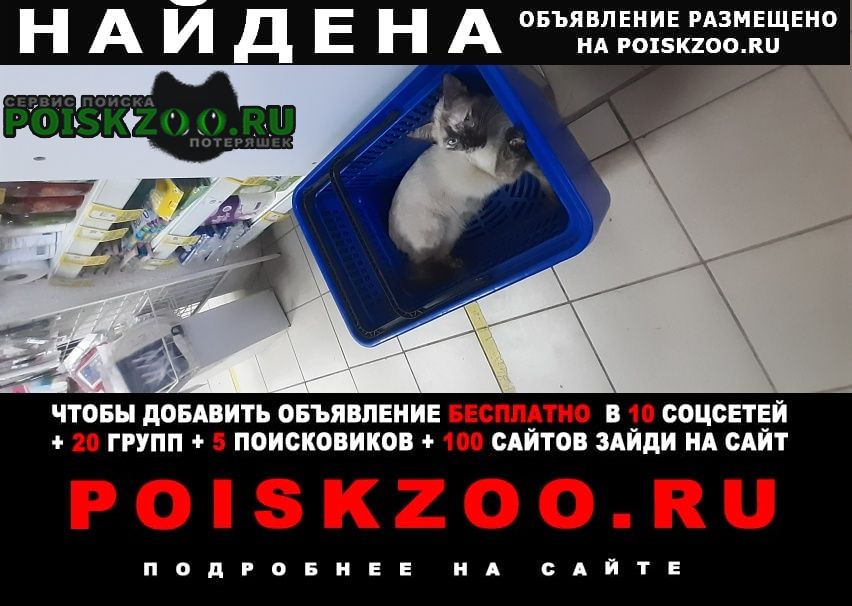 Найдена кошка серая сиамская Астрахань