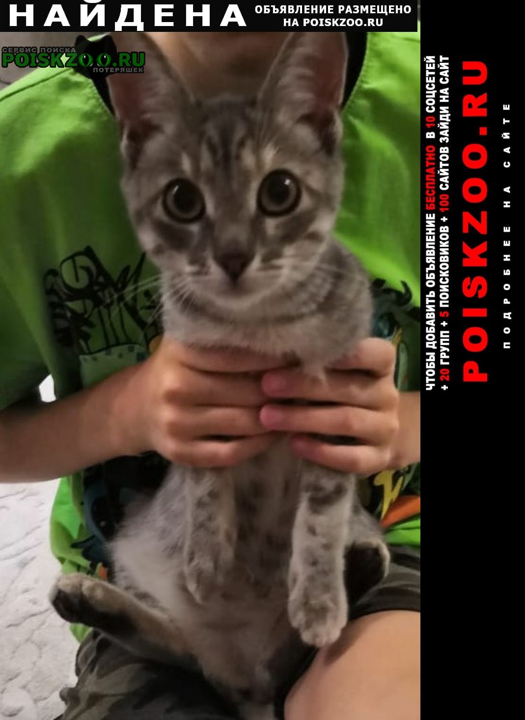 Найдена кошка серый полосатый котёнок Тверь