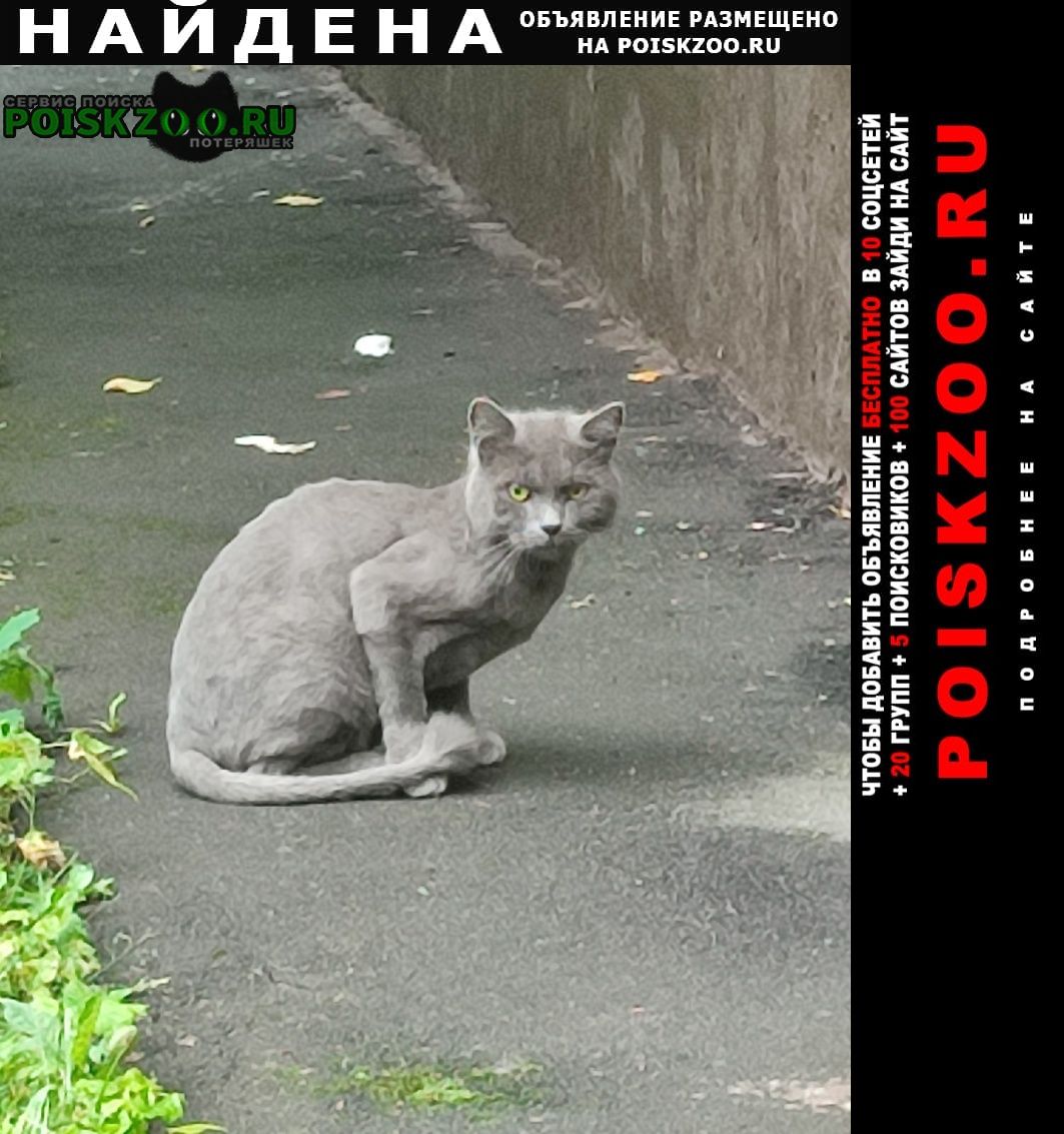 Москва Найден кот замечен кот