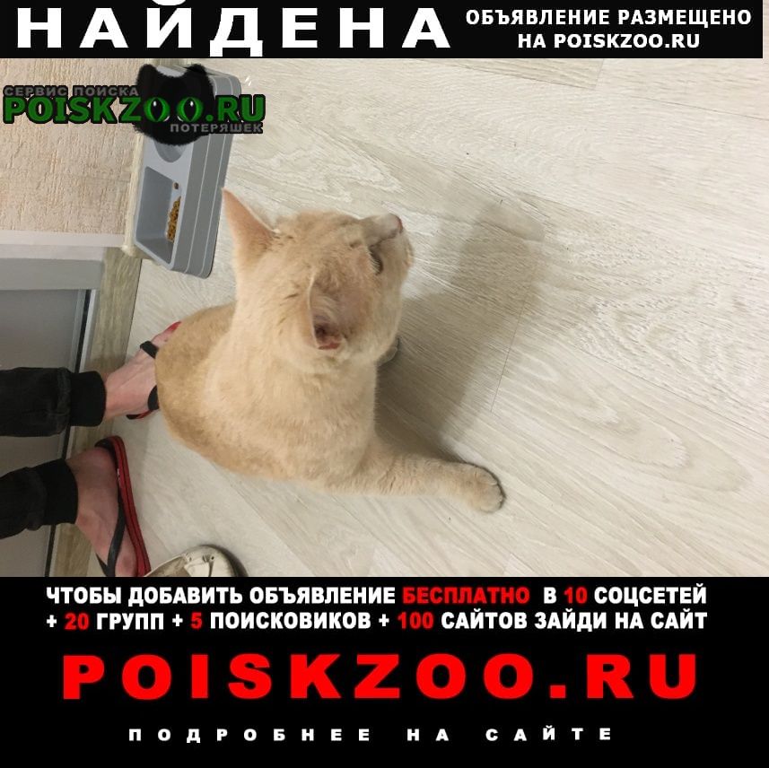 Найден кот домашний Москва