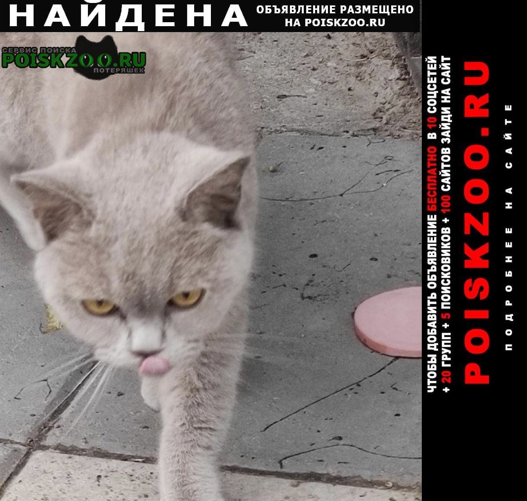Найдена кошка британка Волоколамск