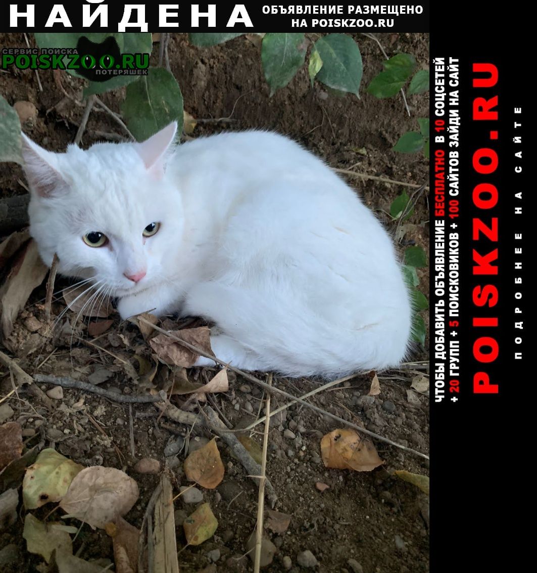 Найден кот белый кот Благовещенск (Амурская обл.)
