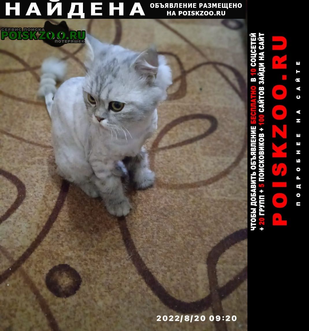 Найдена кошка кот Белогорск
