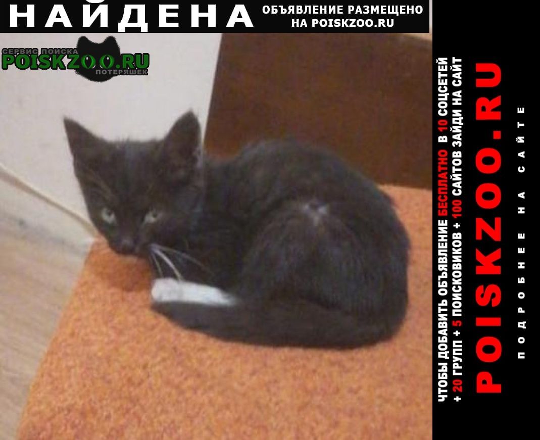 Найдена кошка котенок на ул. кирова Люберцы