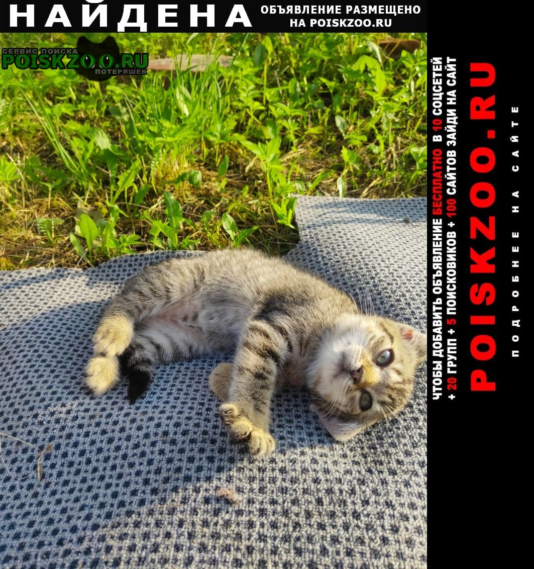 Калининград (Кенигсберг) Найдена кошка отдам котенка-мышелова