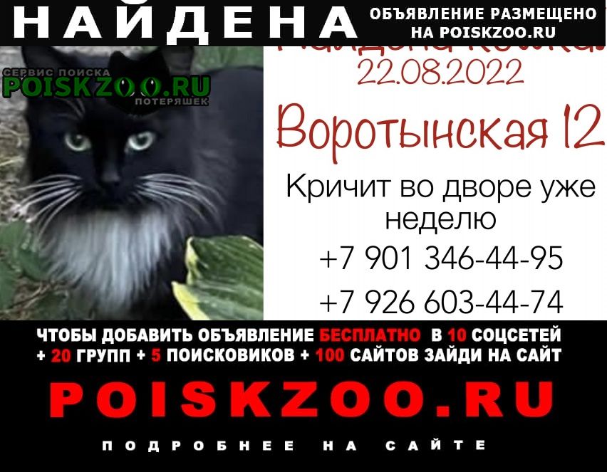 Москва Найдена кошка 22 августа 22 года в куркино