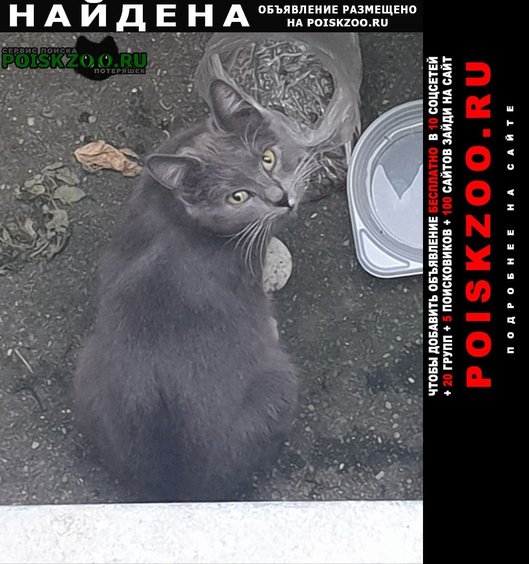 Найдена кошка пол неизвестен Москва