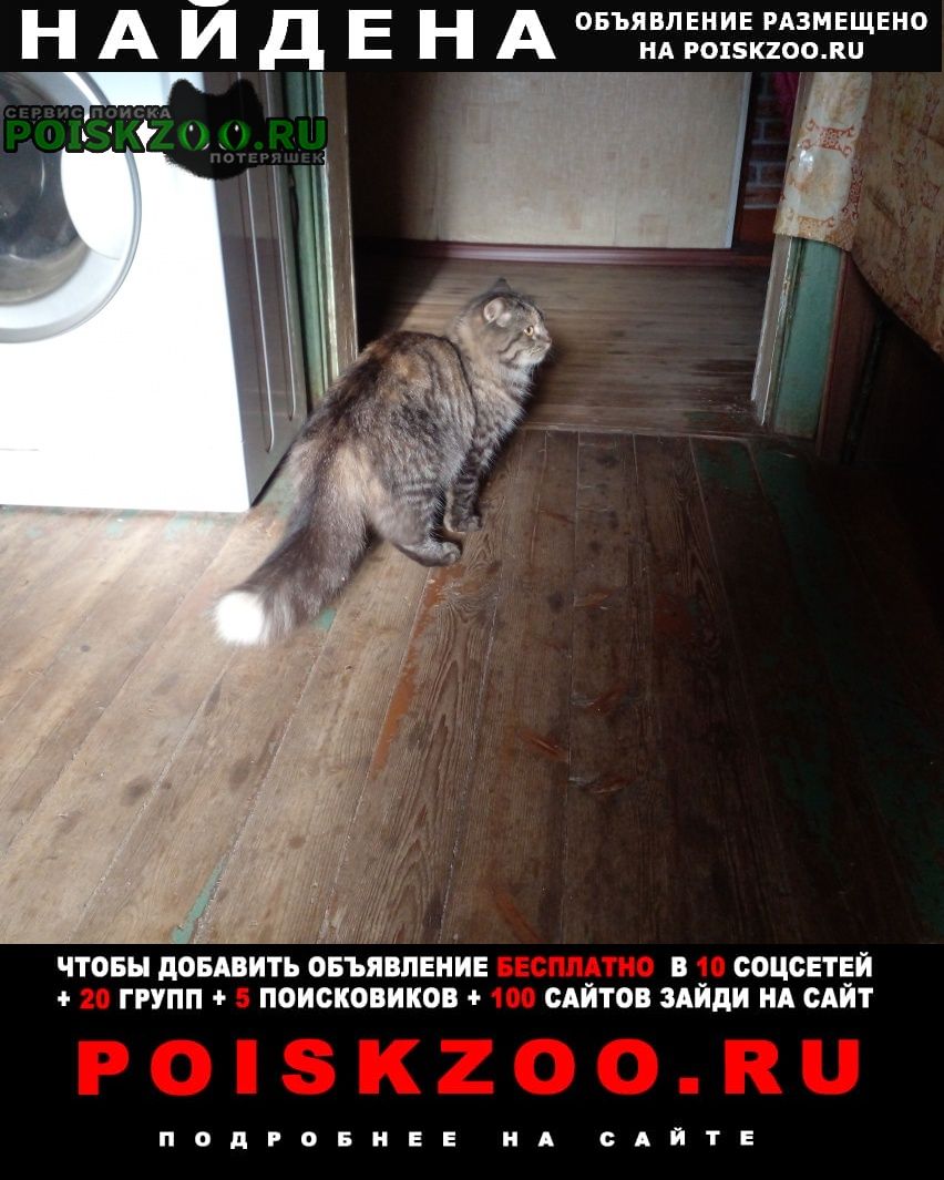 Великий Новгород (Новгород) Найдена кошка ищем хозяена.