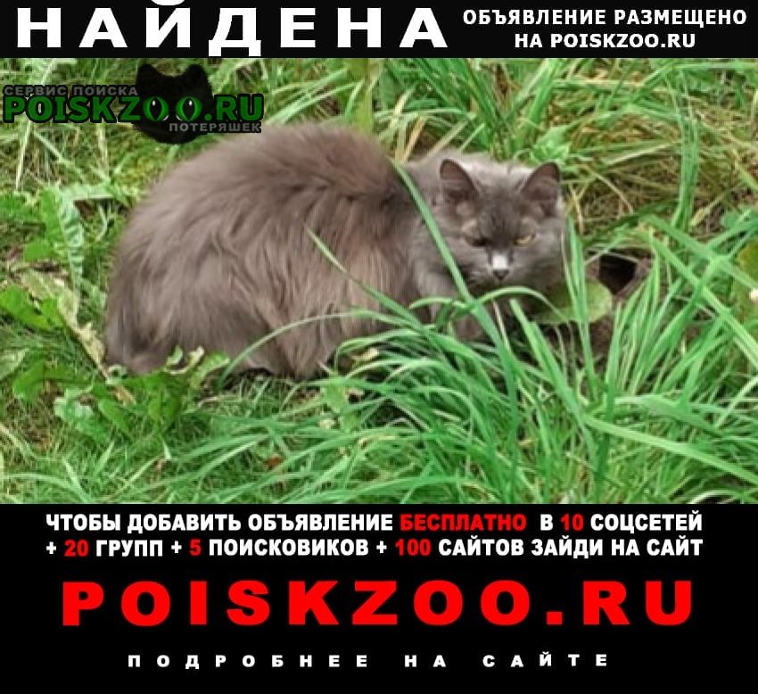 Найдена кошка кот или кошка Сургут