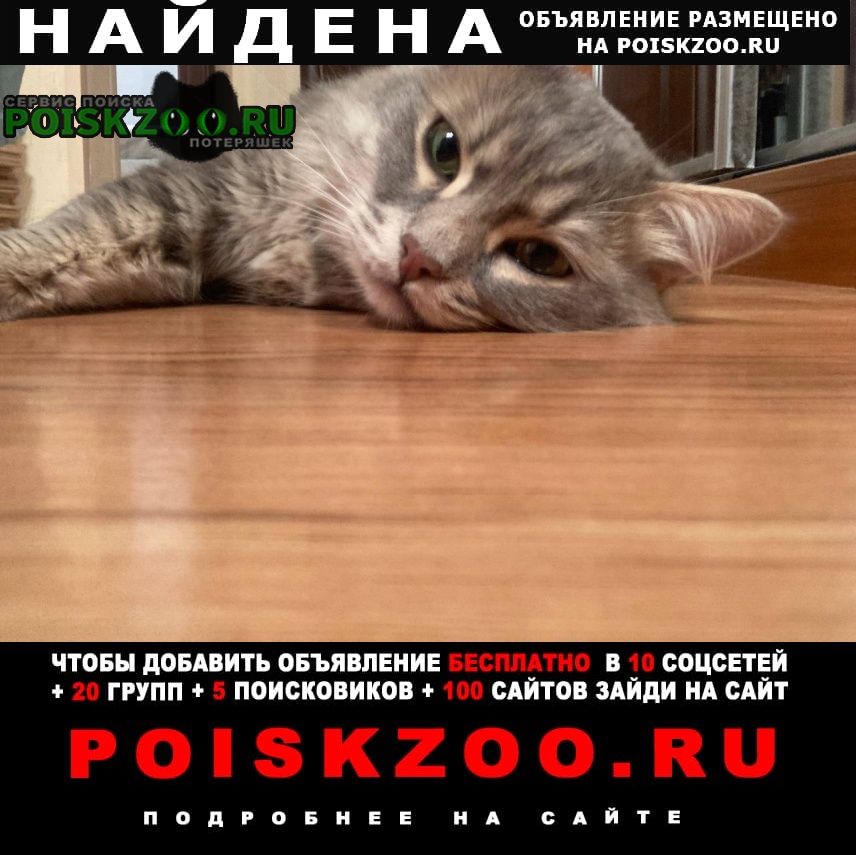Пермь Найден кот