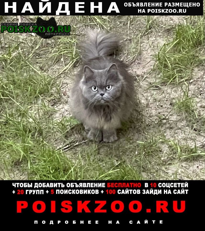 Найдена кошка персидская Москва