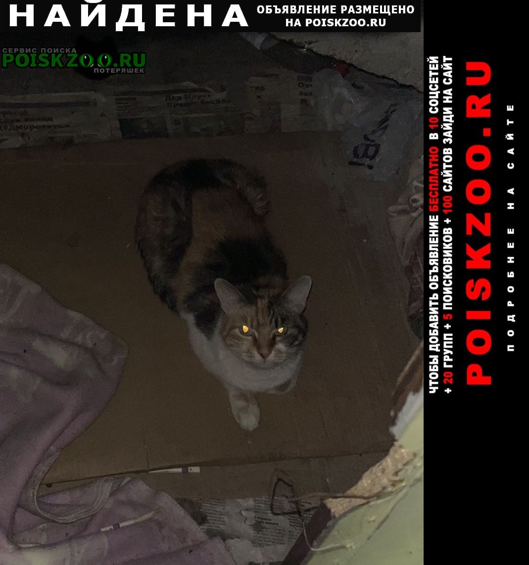 Найдена кошка тушино Москва