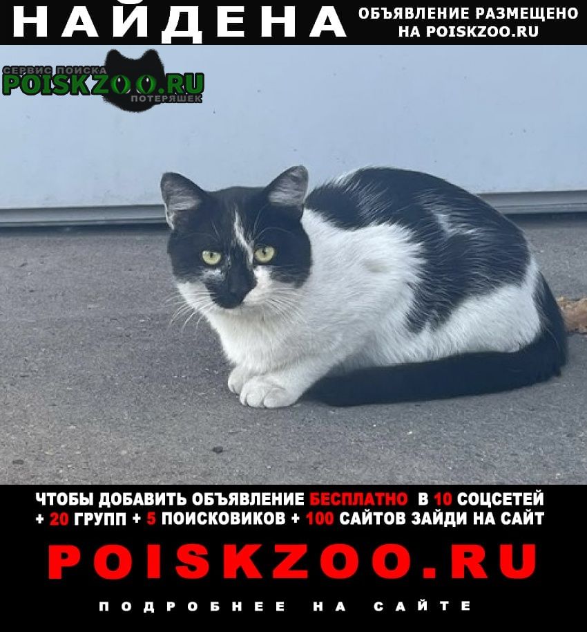 Найдена кошка кот бело-чёрный Москва
