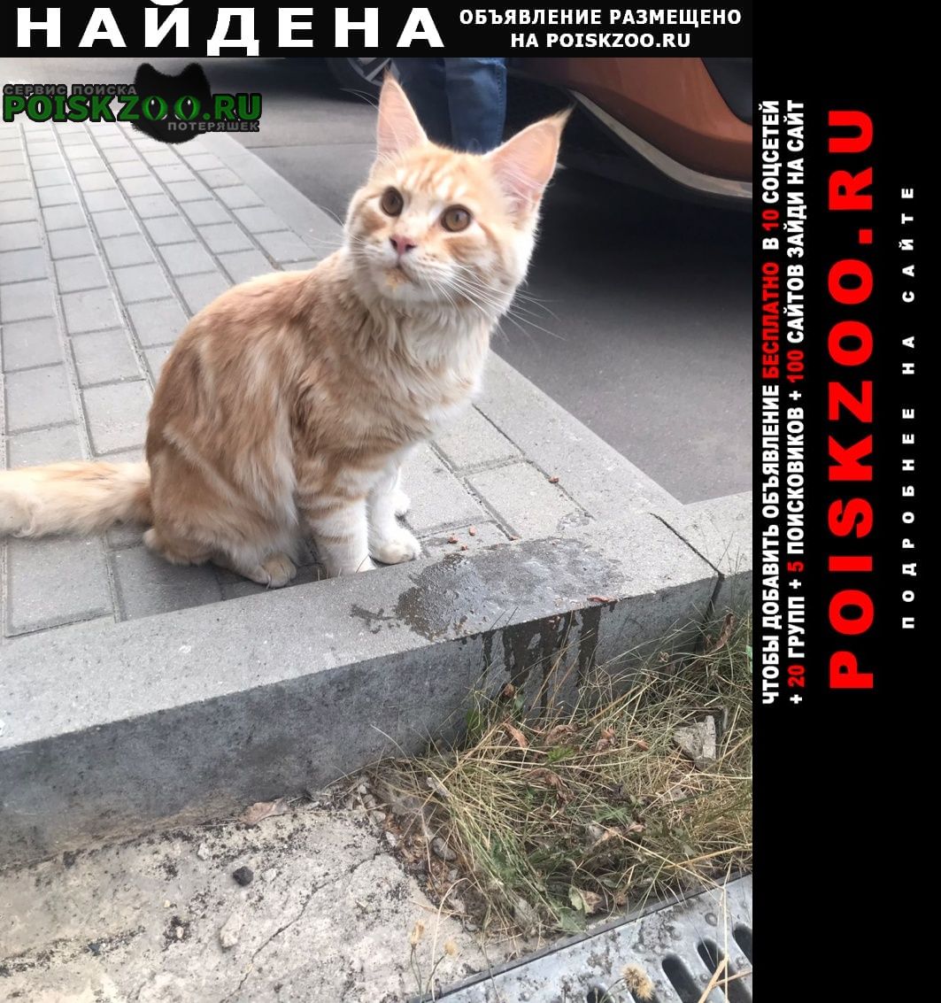 Найден кот район воскресенское, южное бутово Москва