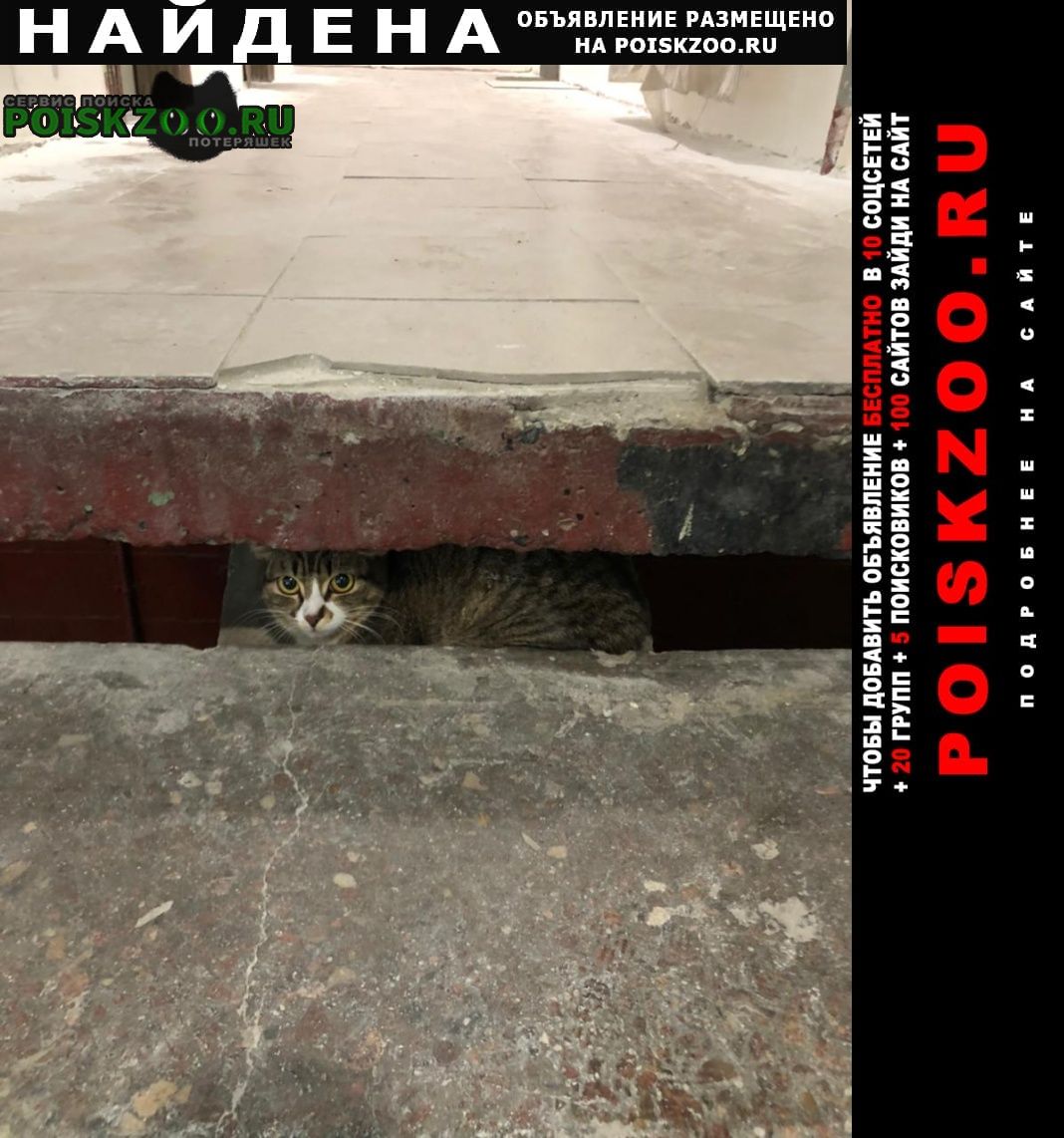 Найдена кошка кошечка молодая (котёнок) перово Москва