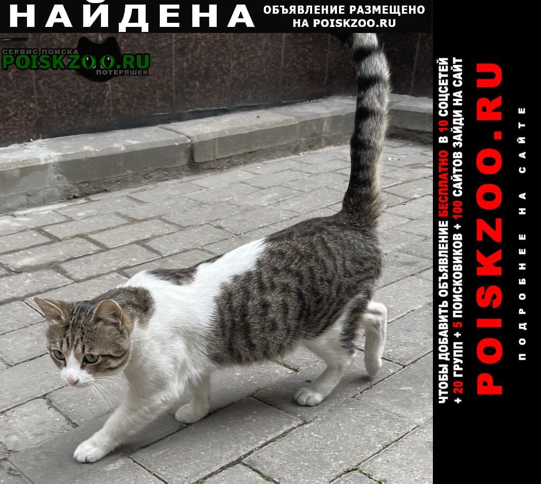Найдена кошка котейка Москва