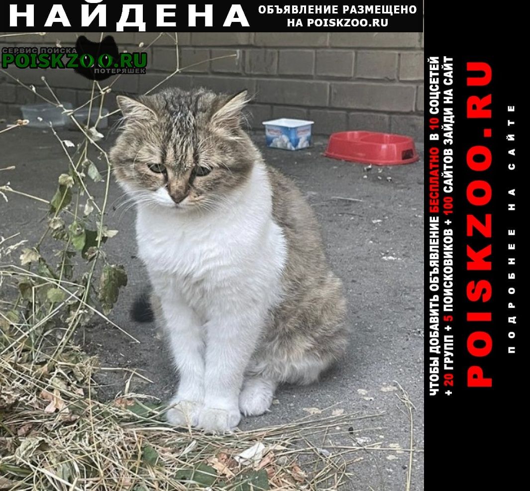 Найдена кошка бело-серая Москва