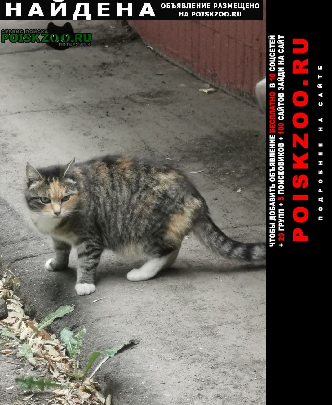 Найдена кошка кошечка или кот Москва