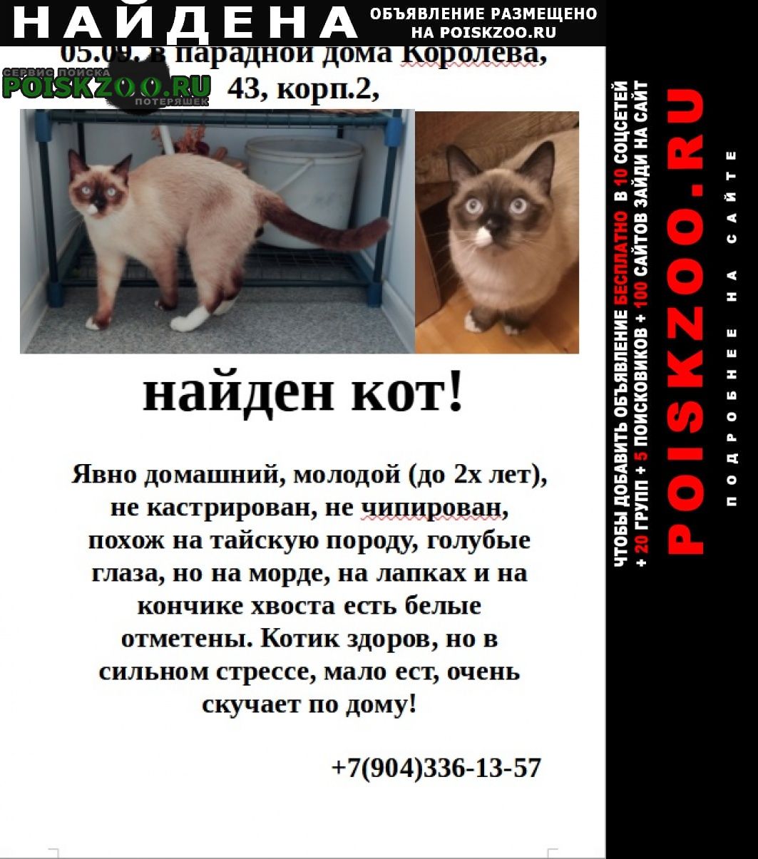 Найден кот (спб, пр.королева) Санкт-Петербург