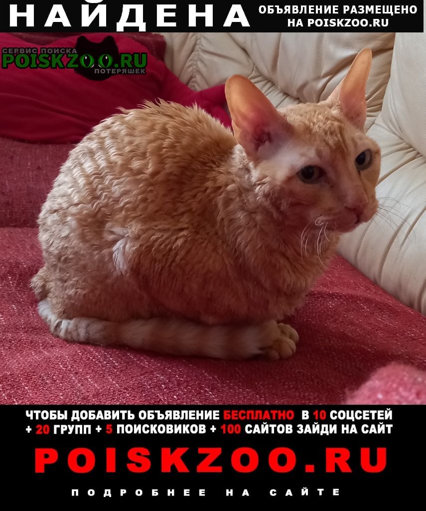 Найдена кошка или кот, рыжая(ый) коньково Москва