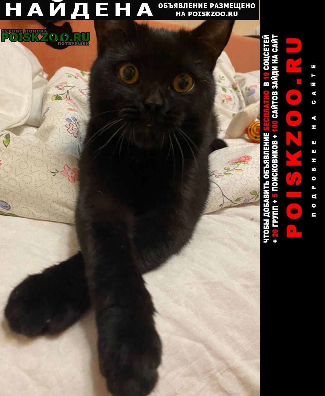 Найден кот чёрный котёнок, возраст до года. Москва